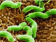 小细菌 大麻烦——幽门螺旋杆菌