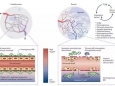《自然》：华人科学家揭示免疫系统与肿瘤血管之间的作用机制，或引发免疫治疗新思路