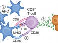Nature medcine：CD47是癌症免疫检查点疗法的新型靶点