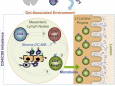 cell reports：CD8+T细胞受肠道微生物影响向CD4+分化